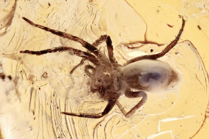 Detailed Fossil Spider (Araneae) In Baltic Amber #330665